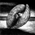 64. Shell I